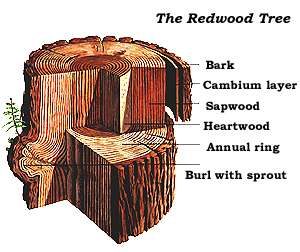 old growth forests